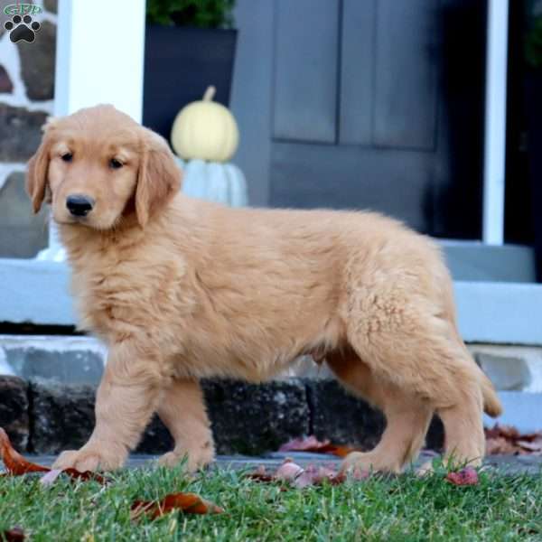 Arnie, Golden Retriever Puppy