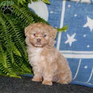 Arnie, Shih-Poo Puppy