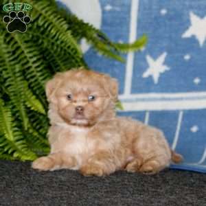 Arnie, Shih-Poo Puppy