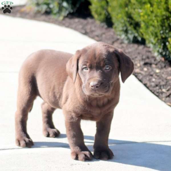 Arrow, Chocolate Labrador Retriever Puppy