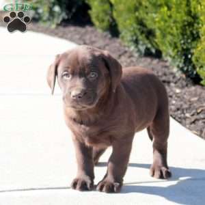 Arrow, Chocolate Labrador Retriever Puppy