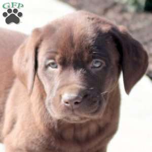 Arrow, Chocolate Labrador Retriever Puppy
