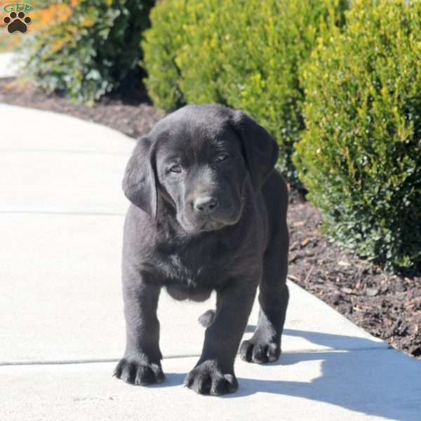 Arthur, Black Labrador Retriever Puppy