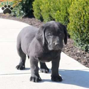 Arthur, Black Labrador Retriever Puppy