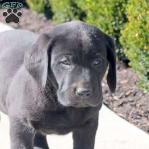 Arthur, Black Labrador Retriever Puppy