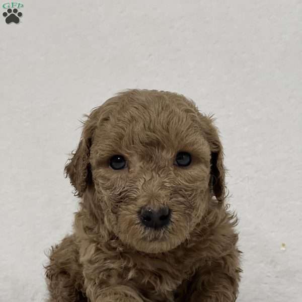 Arthur, Mini Goldendoodle Puppy