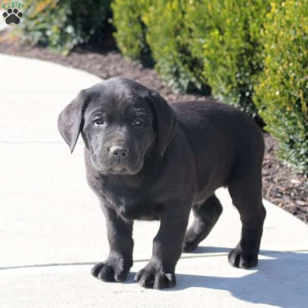 Asher, Black Labrador Retriever Puppy