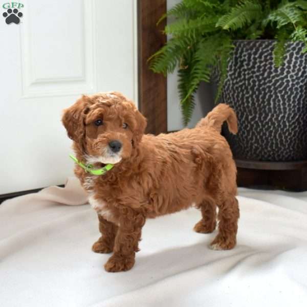 Asher, Mini Goldendoodle Puppy
