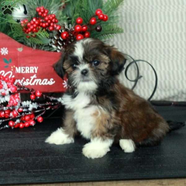 Asher, Shih Tzu Puppy