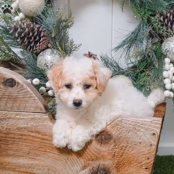 Asher, Bich-Poo Puppy