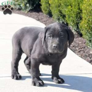 Asher, Black Labrador Retriever Puppy