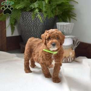 Asher, Mini Goldendoodle Puppy