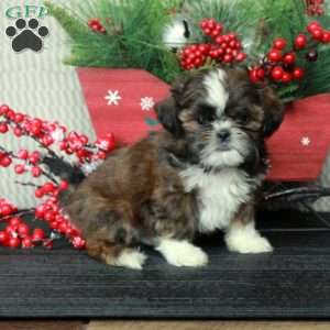 Asher, Shih Tzu Puppy