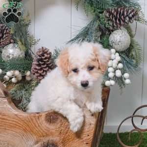 Asher, Bich-Poo Puppy