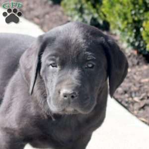 Asher, Black Labrador Retriever Puppy