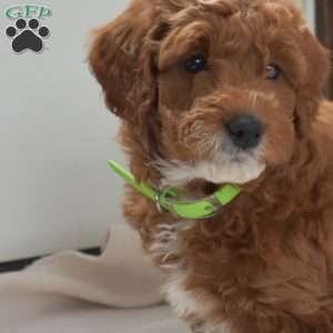 Asher, Mini Goldendoodle Puppy