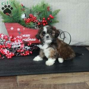 Asher, Shih Tzu Puppy