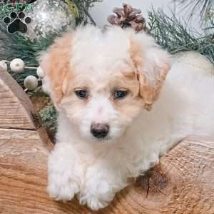 Asher, Bich-Poo Puppy