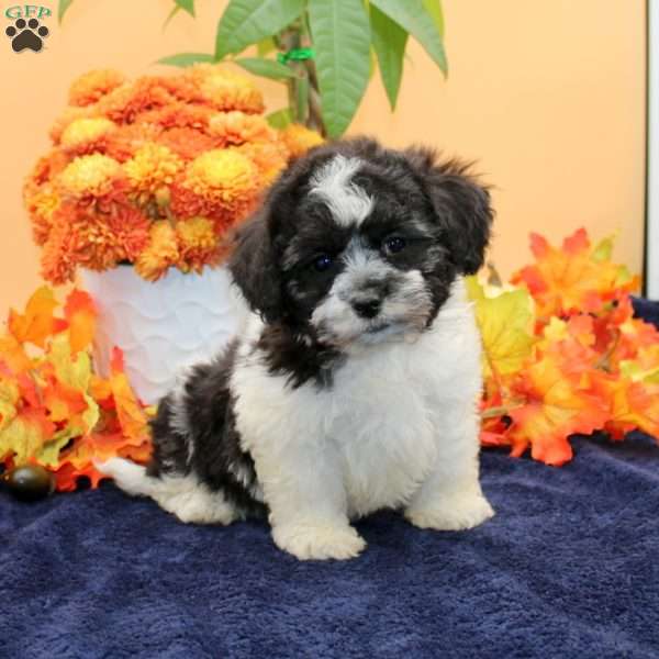 Asher, Havachon Puppy