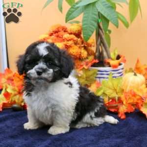 Asher, Havachon Puppy