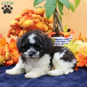 Asher, Havachon Puppy