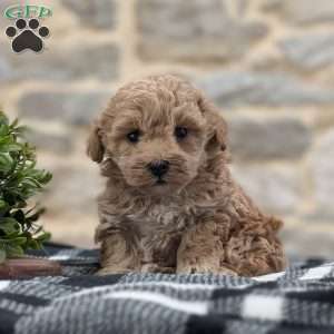 Asher, Cavapoo Puppy