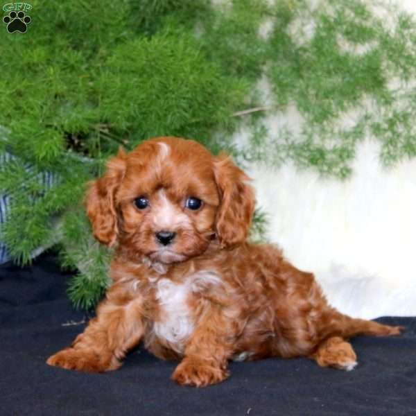 Ashton, Cavapoo Puppy