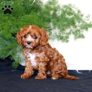 Ashton, Cavapoo Puppy