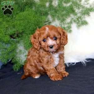 Ashton, Cavapoo Puppy