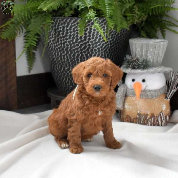 Aspen, Mini Goldendoodle Puppy