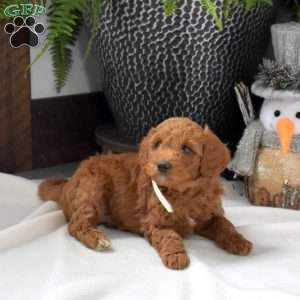 Aspen, Mini Goldendoodle Puppy