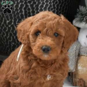 Aspen, Mini Goldendoodle Puppy