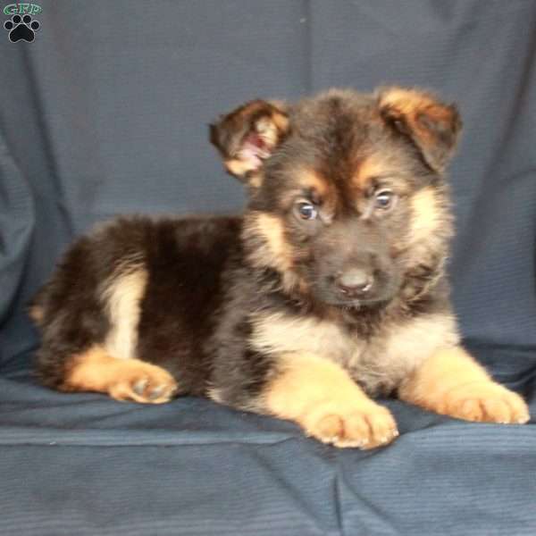 Aster, German Shepherd Puppy