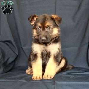 Aster, German Shepherd Puppy