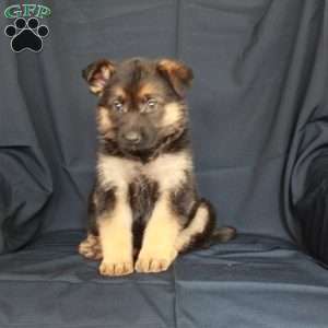 Aster, German Shepherd Puppy