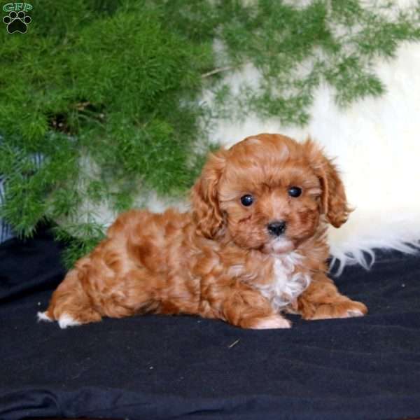 Athalie, Cavapoo Puppy