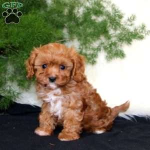 Athalie, Cavapoo Puppy
