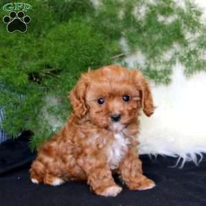 Athalie, Cavapoo Puppy