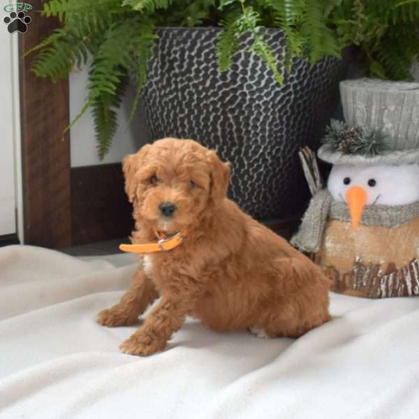 Atlas, Mini Goldendoodle Puppy