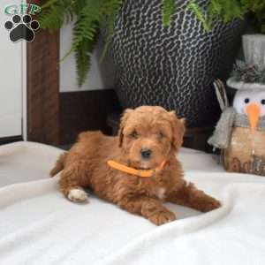 Atlas, Mini Goldendoodle Puppy