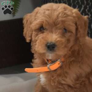 Atlas, Mini Goldendoodle Puppy