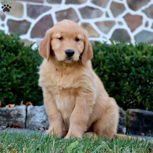 Audrey, Golden Retriever Puppy