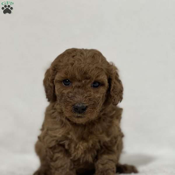 Aurora, Mini Goldendoodle Puppy