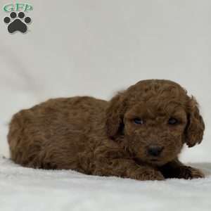 Aurora, Mini Goldendoodle Puppy
