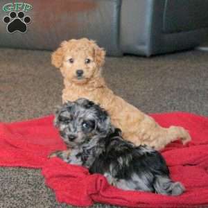 Biscuit, Mini Aussiedoodle Puppy