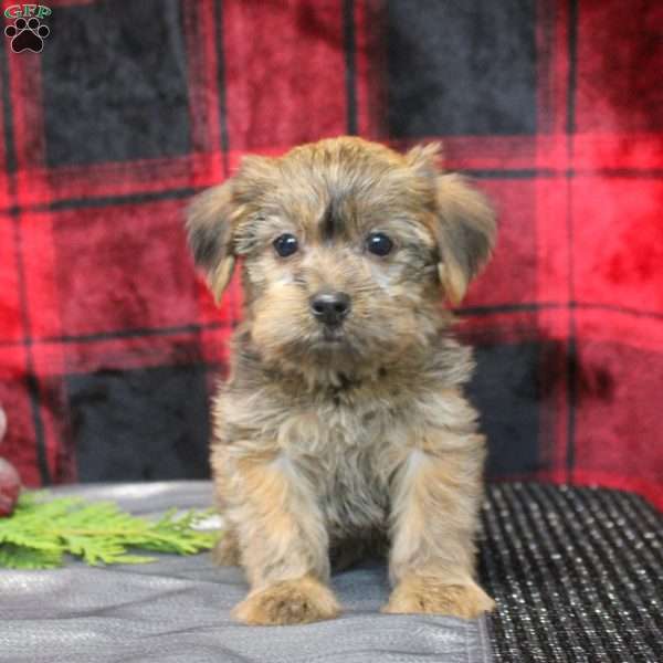 Austin, Shorkie Puppy