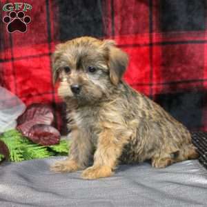 Austin, Shorkie Puppy