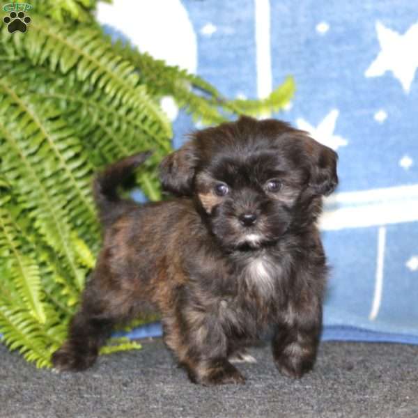 Austin, Shih-Poo Puppy