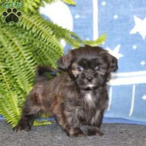 Austin, Shih-Poo Puppy