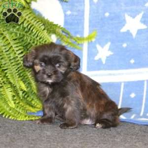 Austin, Shih-Poo Puppy